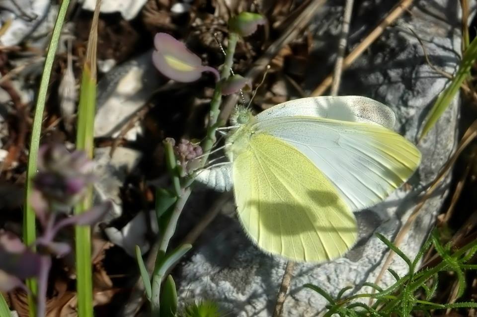 Ciclo vitale di Pieris ergane - Pieridae